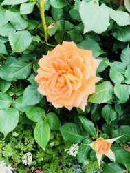 4월 스케줄❤︎🗓️