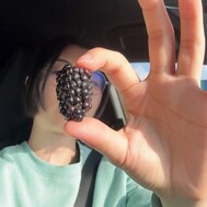 【블랙베리 이외로 좋아하는 것】