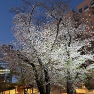 사쿠라, 그리고 출근