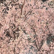 오늘 있어요 🌸