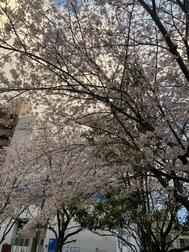 [제제]from:5천본 단풍씨