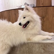 사모예드 카페🐕 ͗ ͗