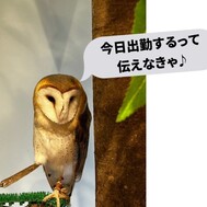 출근한다고 전하지 않으면 🦉💦