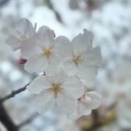 오늘도 고마워요 🌸