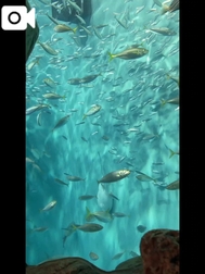 가이쿄칸 곤피레