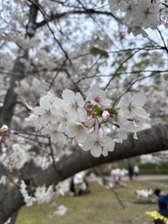 【꽃보다 경단, 아니 경단보다 꽃(아마)】