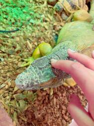 ＞파충류𓆈𓆉𓆊𓆌𓆏𓆐𓆑𓆓𓆗𓆙𓆚