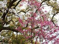 만개하지 않았다 🥲