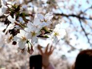 벚꽃이 흩어질 때