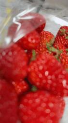 딸기였습니다 🍓