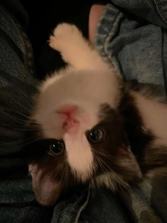 에히 낮은 부상