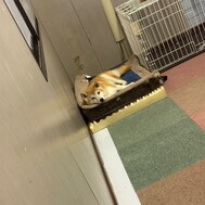 🐶인가🫁밖에 필요하지 않다‼ ️