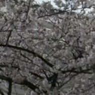 와타🐈‍⬛오늘도 잘 부탁드립니다🌸