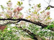 [제목]사쿠라 사키 🌸