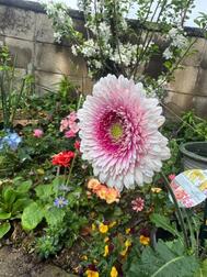 [제제]from:5천본 단풍씨