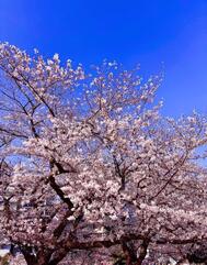 [제제]from:5천본 단풍씨