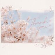 ✉ 벚꽃과 매화