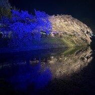 2026년 사쿠라미납 완료 🙆🏻‍♀️