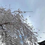 하나미가 왔어 🌸