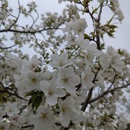 화금의 꽃 사키 소?