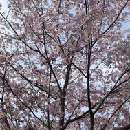 🌸