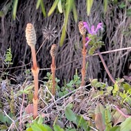 작은 봄 발견 👀