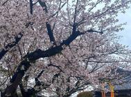 ＞벚꽃🌸
