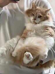 연행
