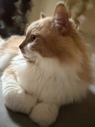 옆모습