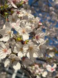 🌸 어려운 🌸