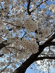 꽃가루 알레르기🤧🌸