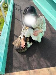 고양이