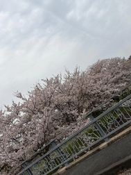 🌸
