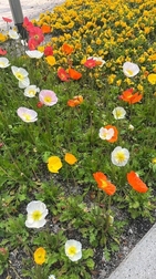 있어요🌼*･