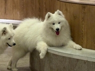 염원의 개카페🐶❤️‍🔥