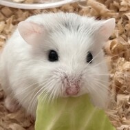 바르가키 🐹💕