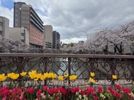 벚꽃 꽃잎 흩어질 때마다.