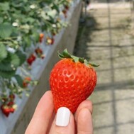 🍓𓈒𓏸︎︎︎︎𓂃 ⸝⸝⸝