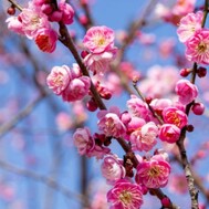 (˶˙ᵕ˙˶) 오하라!