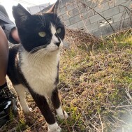 사과의 예쁜 고양이 모음