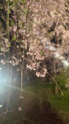 《private》 드디어 벚꽃☺️🌸