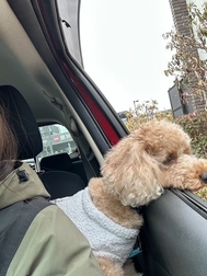 드라이브 스루에서 선택하는 초파보