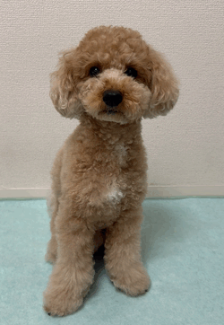 오이모 자키 🍠