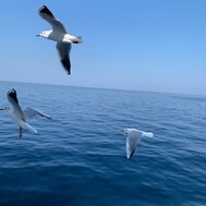 소녀도 1 명의 [인간]입니다.