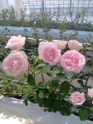 다음 번 안내♩♡