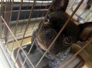 〇〇기르고 있습니다🫣🐶✋✋✋