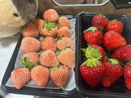 어제 주고 싶어요 🍓